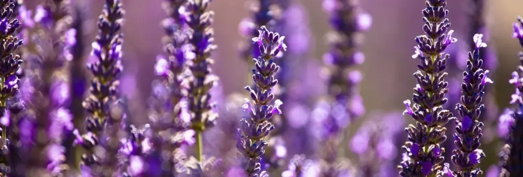 close up of a bunch of purple flowers