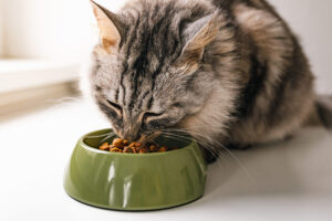 Cat eating a bowl of food