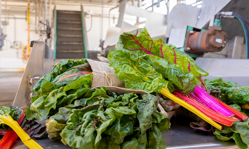 Celery & Swiss Chard Natural Cure Systems