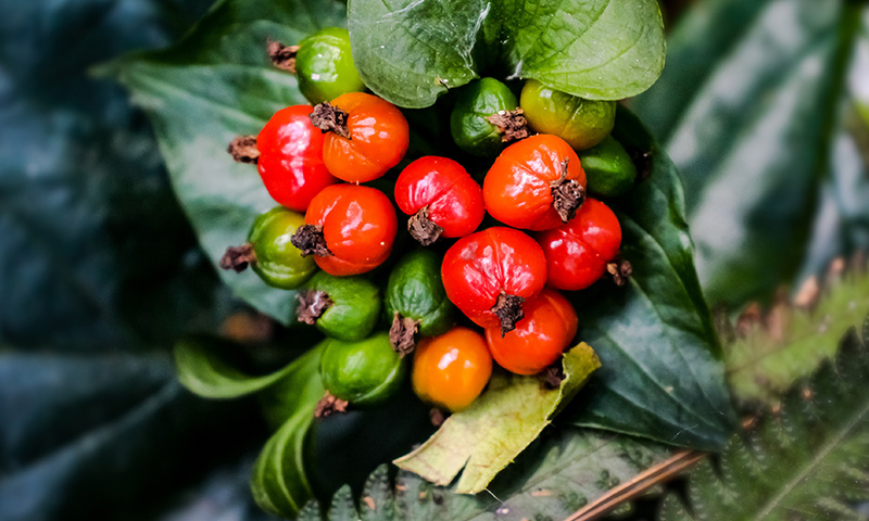 Natural Caffeine from Guarana