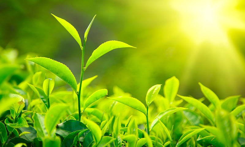 L-Theanine from Green Tea
