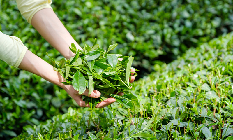 Green Tea
