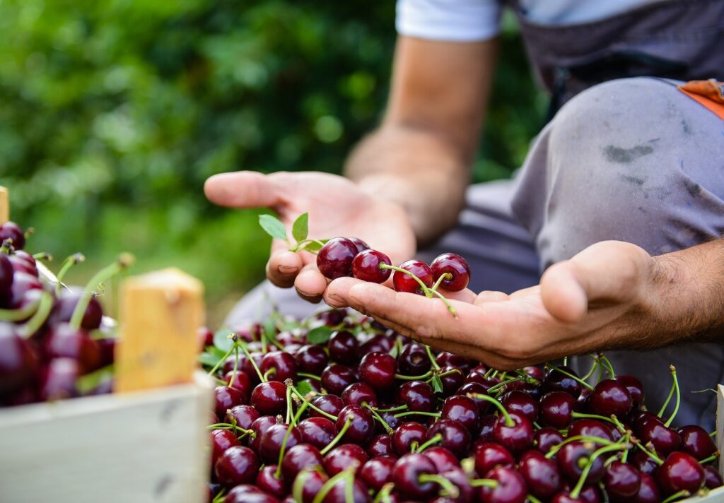 Plant-based ingredients sourced for quality